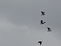Patagonie 166